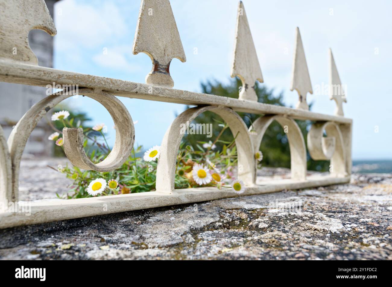 Primo piano di margherite che crescono attraverso una recinzione decorativa in ferro a Sintra Foto Stock