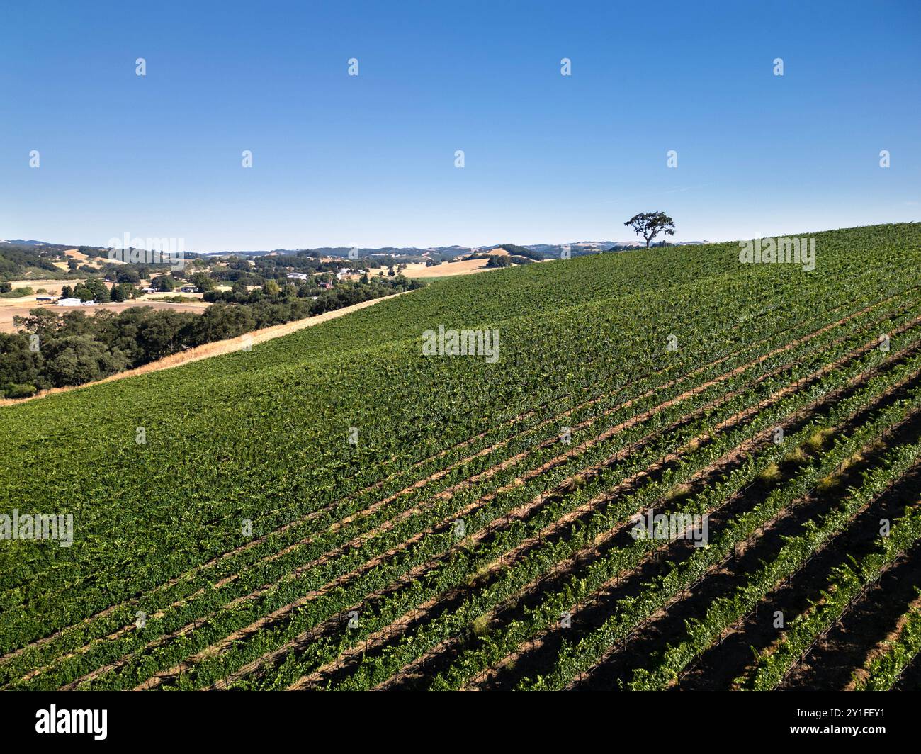 Sopra i vigneti e le aziende vinicole della costa centrale della California vicino a Paso Robles Foto Stock