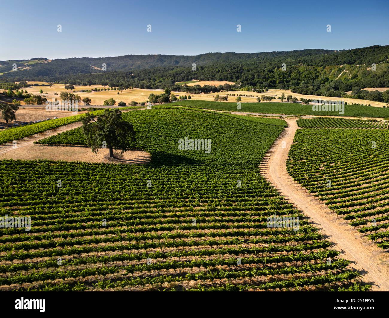 Sopra i vigneti e le aziende vinicole della costa centrale della California vicino a Paso Robles Foto Stock