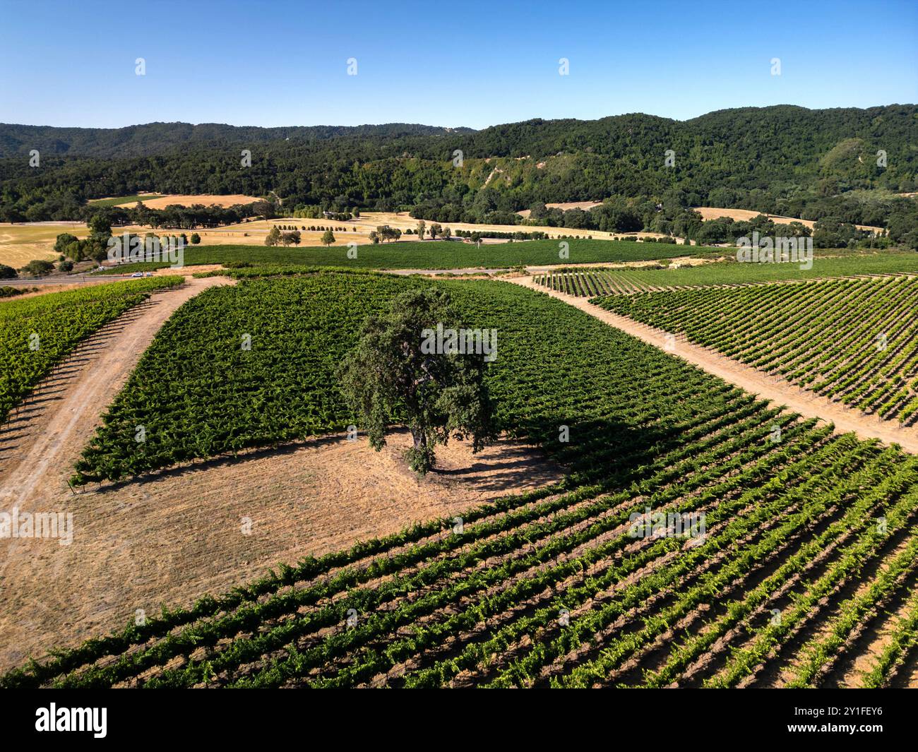 Sopra i vigneti e le aziende vinicole della costa centrale della California vicino a Paso Robles Foto Stock