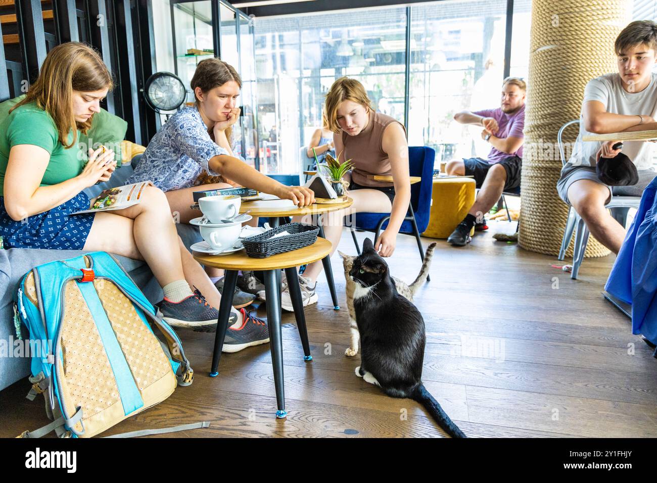 Persone che accarezzano i gatti al Miau Grau Cat Cafe di Varsavia, Polonia Foto Stock