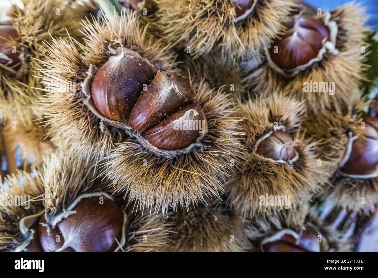 Castagne mature primo piano. Castagne dolci crude. Castagne e castagne con la pelle. Cibo biologico. Cibo sfondo. Mangiare sano. Sana lifesty Foto Stock