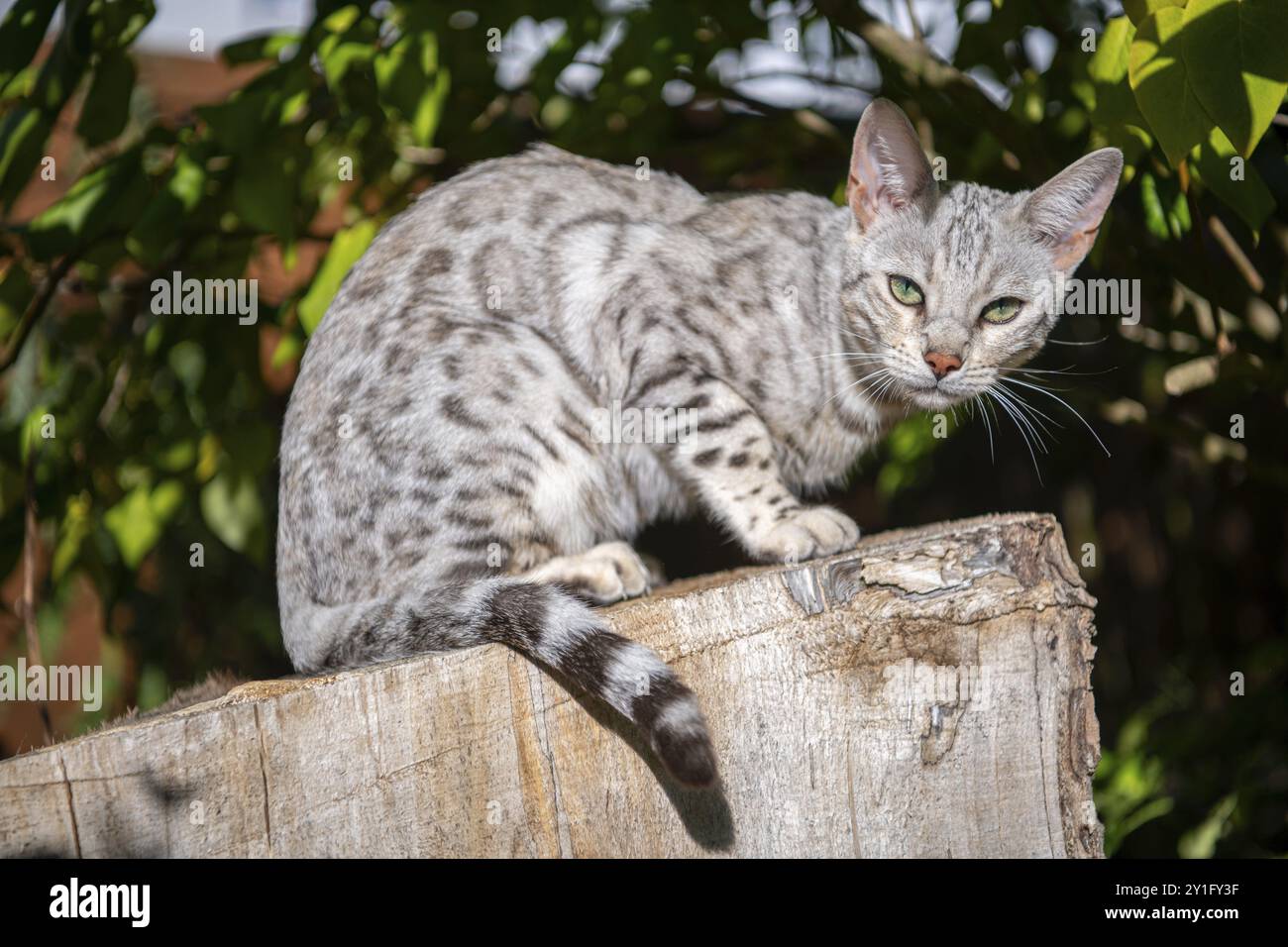 Felidae (Felis catus), seduto su legno morto nel giardino, Velbert, Renania settentrionale-Vestfalia, Germania, Europa Foto Stock