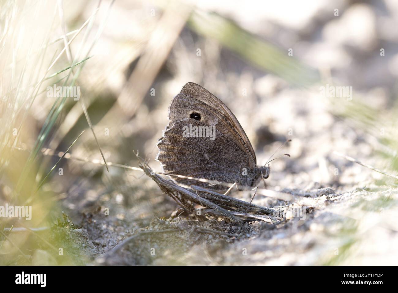 Grigio albero (Hipparchia statilinus), su terreno sabbioso in aperta campagna, riserva naturale Doeberitzer Heide, Brandeburgo, Germania, Europa Foto Stock
