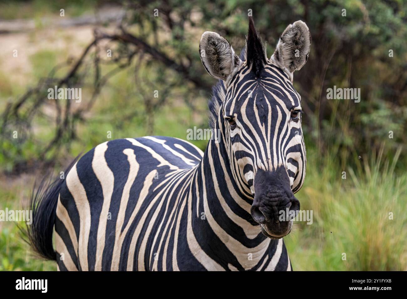 Zebra Foto Stock