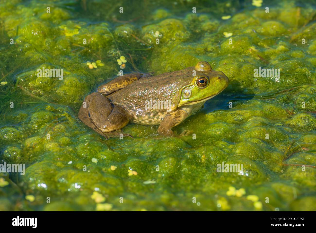 American Bull Frog (Lithobates catesbeianus) seduto in erba anatra e vegetazione acquatica, Castle Rock Colorado USA. Foto scattata ad agosto. Foto Stock