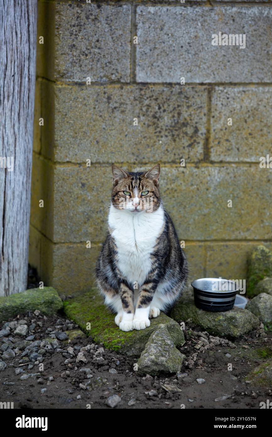 Gatto agricolo che aspetta fuori da un diario in nuova Zelanda Foto Stock
