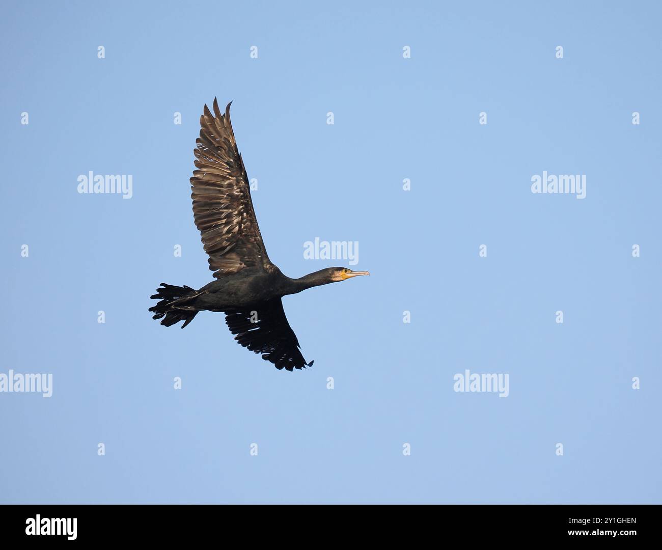 Cormorani che lasciano il loro rifugio vicino al canale delle navi di Manchester - Warrington. Foto Stock