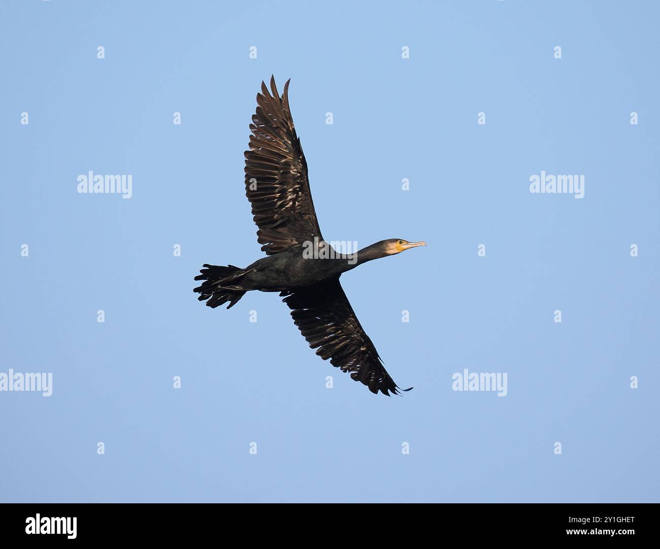 Cormorani che lasciano il loro rifugio vicino al canale delle navi di Manchester - Warrington. Foto Stock