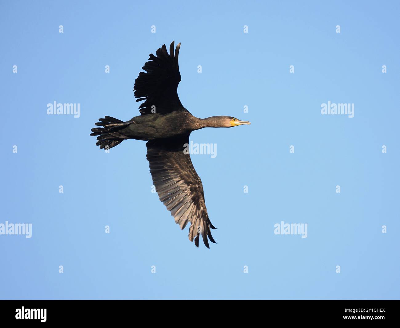 Cormorani che lasciano il loro rifugio vicino al canale delle navi di Manchester - Warrington. Foto Stock