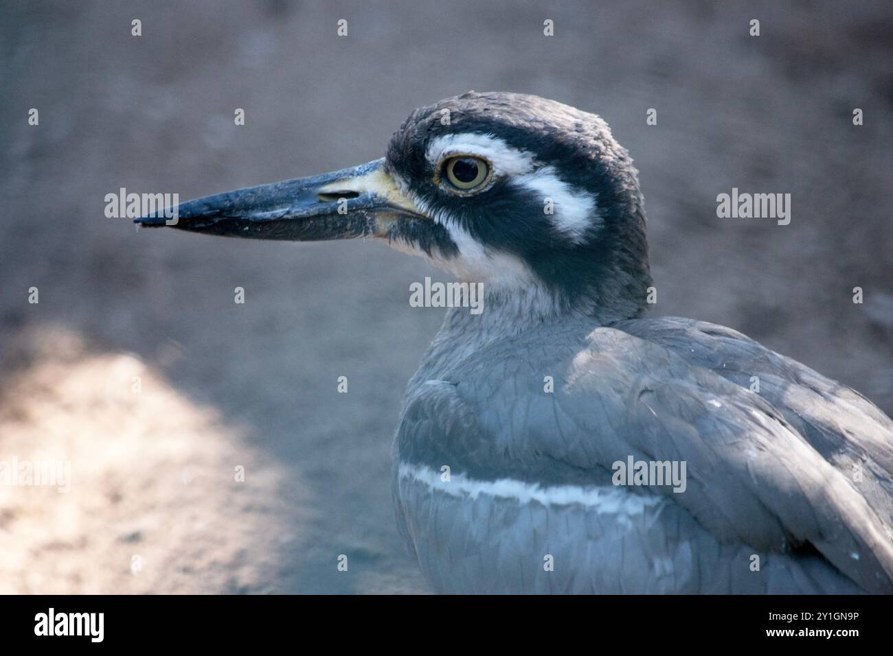 Il riccio in pietra da spiaggia è in gran parte grigio-marrone con una caratteristica faccia a righe in bianco e nero e spalline. Foto Stock