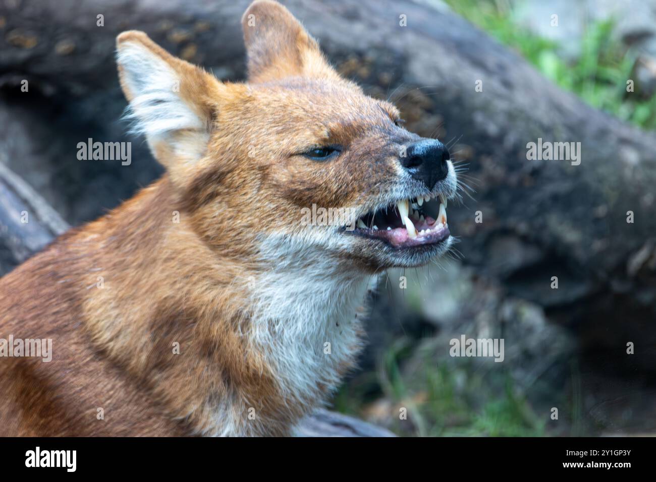 Dhole - Agile Hunter in un ambiente lussureggiante. Foto di dhole (cuon alpinus) Foto Stock