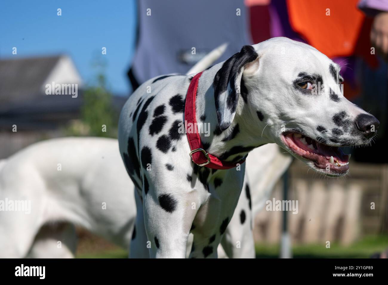Cane dalmata all'aperto in estate Foto Stock