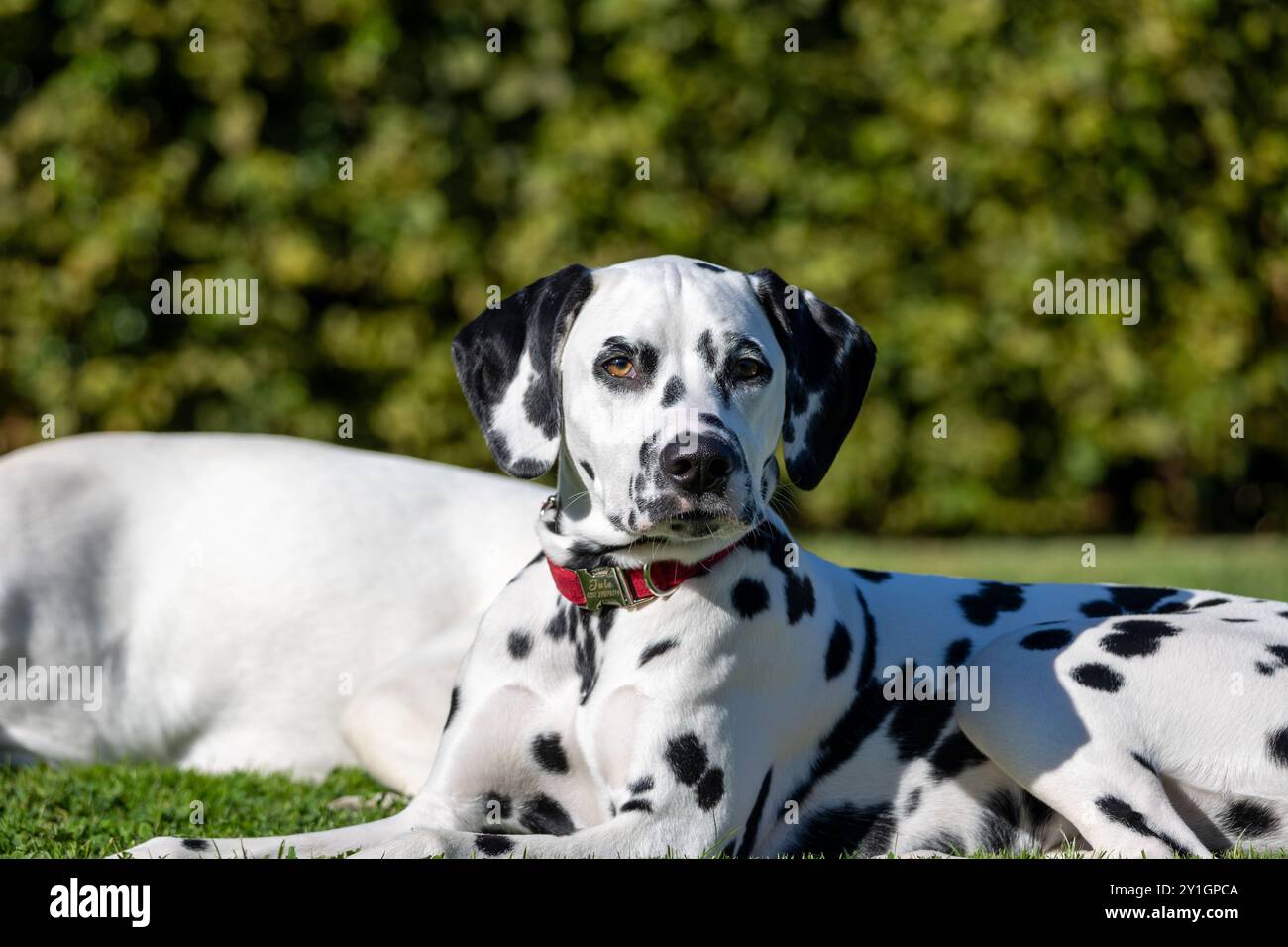 Cane dalmata all'aperto in estate Foto Stock