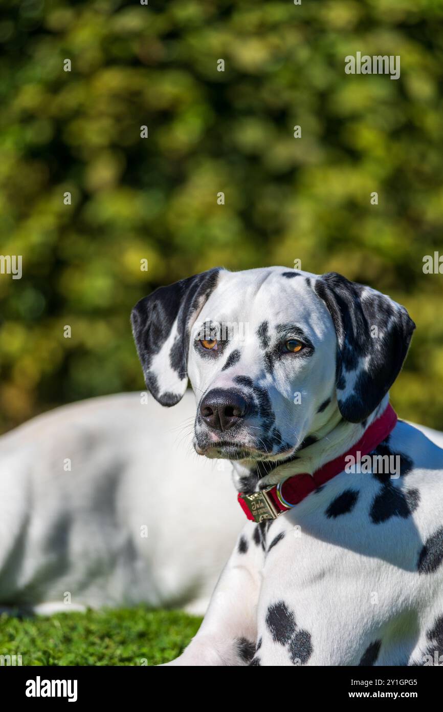 Cane dalmata all'aperto in estate Foto Stock