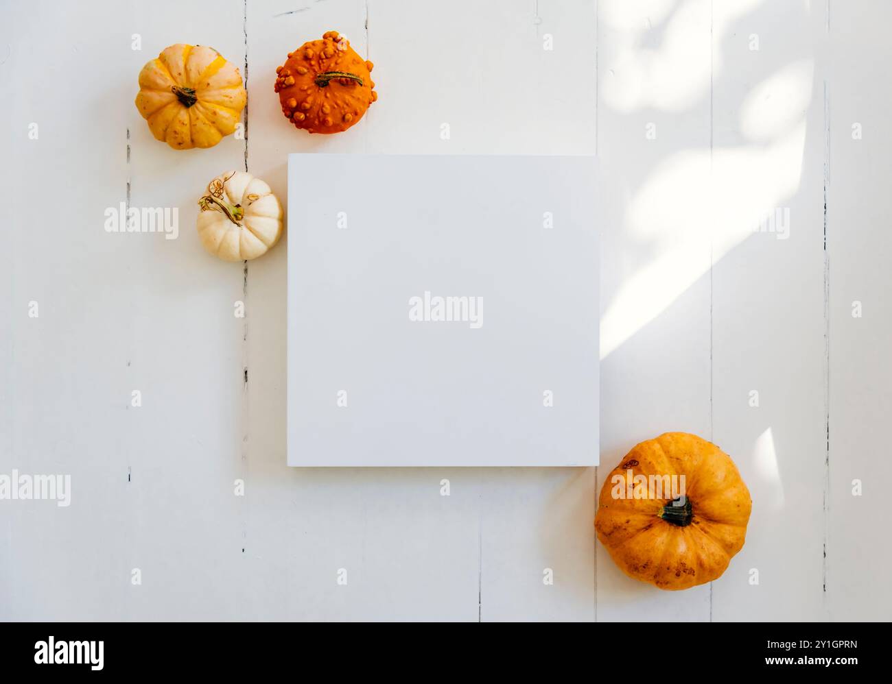 Cornice vuota con decorazioni autunnali di zucca su pavimento in legno bianco. Il giorno del Ringraziamento, fondo piatto sul podio. Vista dal tavolo di Halloween. Piatto l Foto Stock