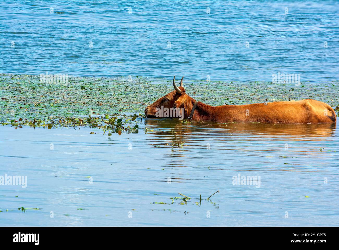 Una mucca bruna è sommersa nell'acqua del lago Kerkini, in Grecia, raffreddandosi vicino alla riva tra le piante acquatiche. Foto Stock