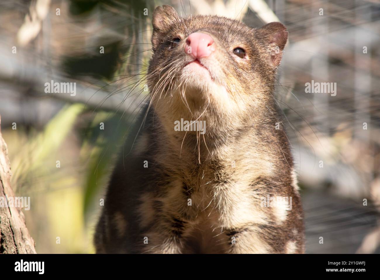 I Quoll dalla coda maculata sono marsupiali che hanno una pelliccia dal rosso intenso al marrone scuro e ricoperti da macchie bianche sul retro che continuano lungo la coda. Foto Stock