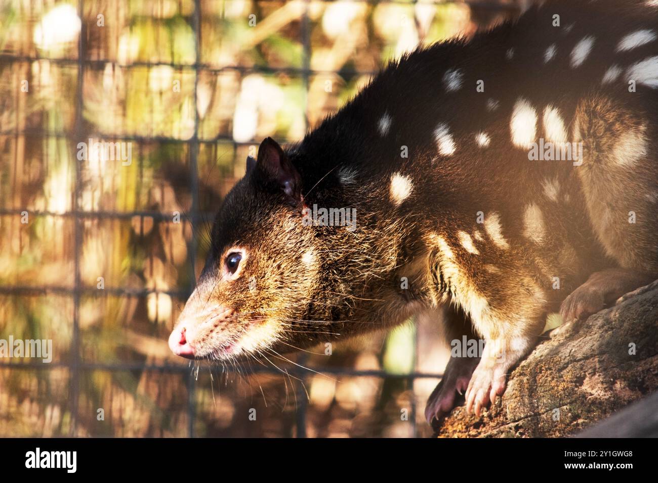 I Quoll dalla coda maculata sono marsupiali che hanno una pelliccia dal rosso intenso al marrone scuro e ricoperti da macchie bianche sul retro che continuano lungo la coda. Foto Stock