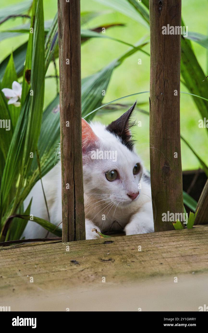 Single White nero e whote maschio gatto pocking bewteen legno e piante di orchidee Foto Stock