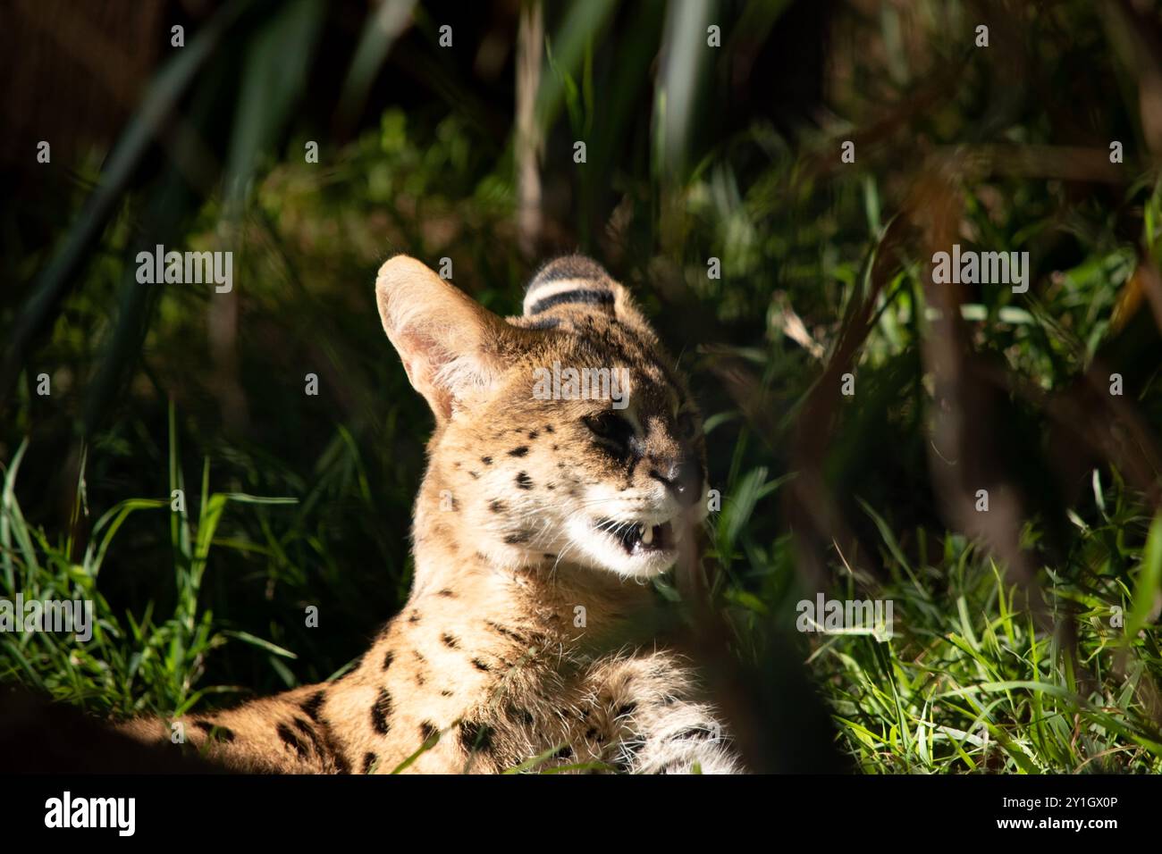 Il serval è un gatto selvatico con macchie nere su un corpo d'oro. Foto Stock