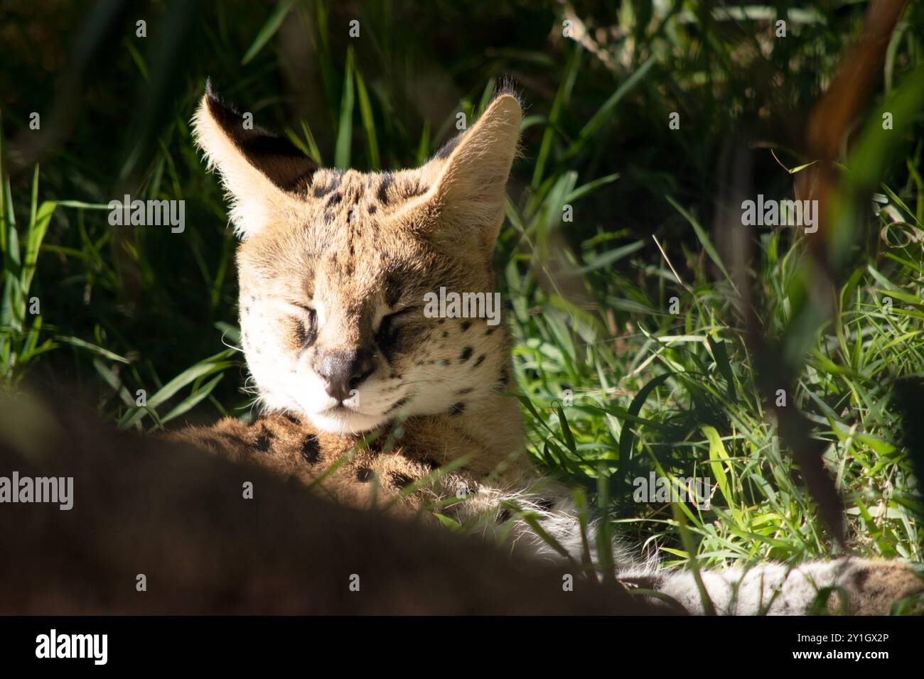 Il serval è un gatto selvatico con macchie nere su un corpo d'oro. Foto Stock