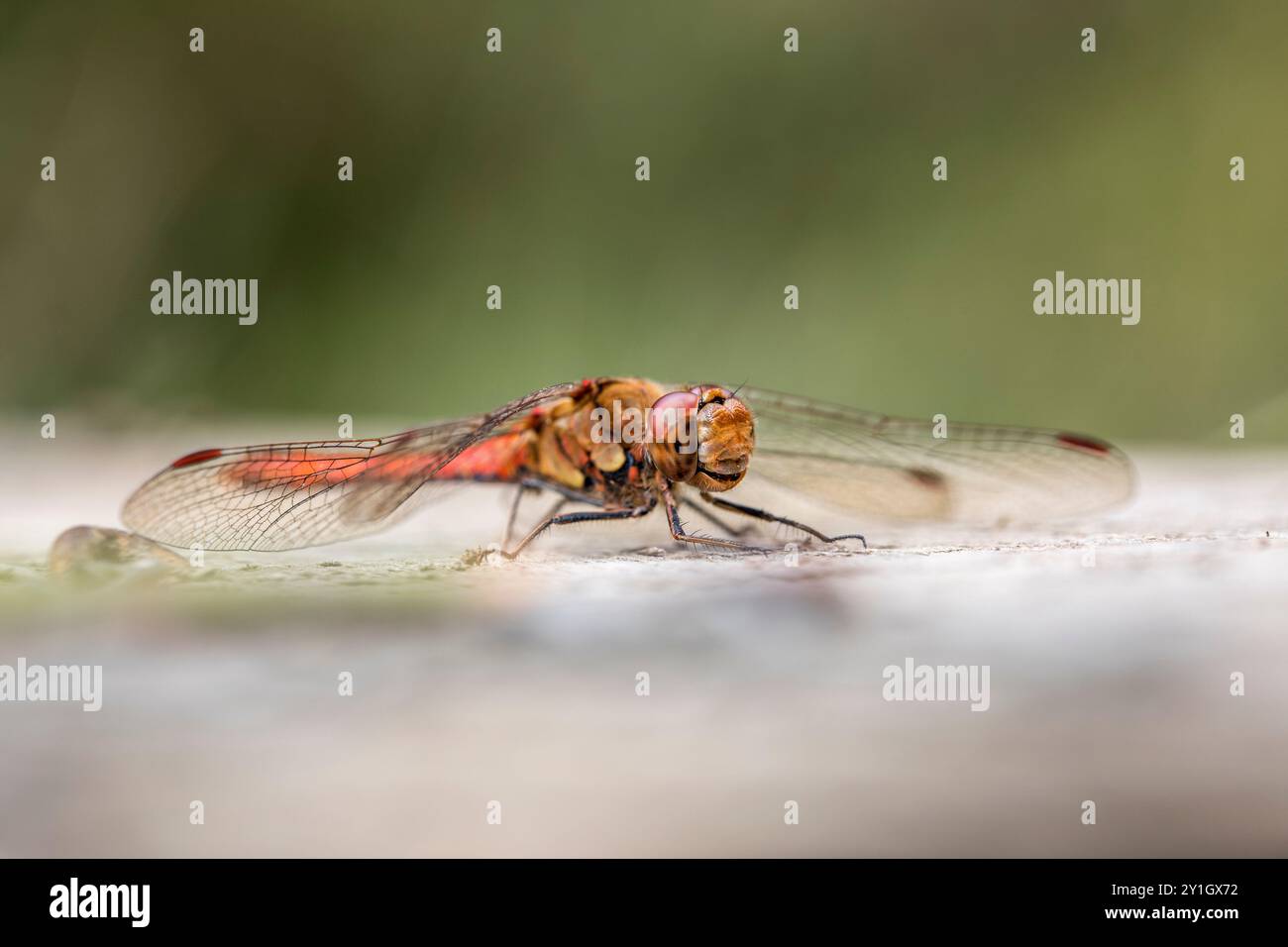Common Darter Dragonfly; Sympetrum striolatum; male; On Boardwalk; UK Foto Stock