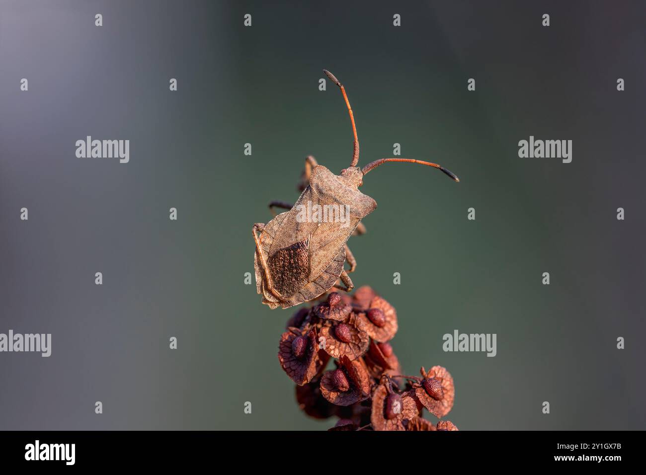 Dock Bug; Coreus marginatus; Regno Unito Foto Stock