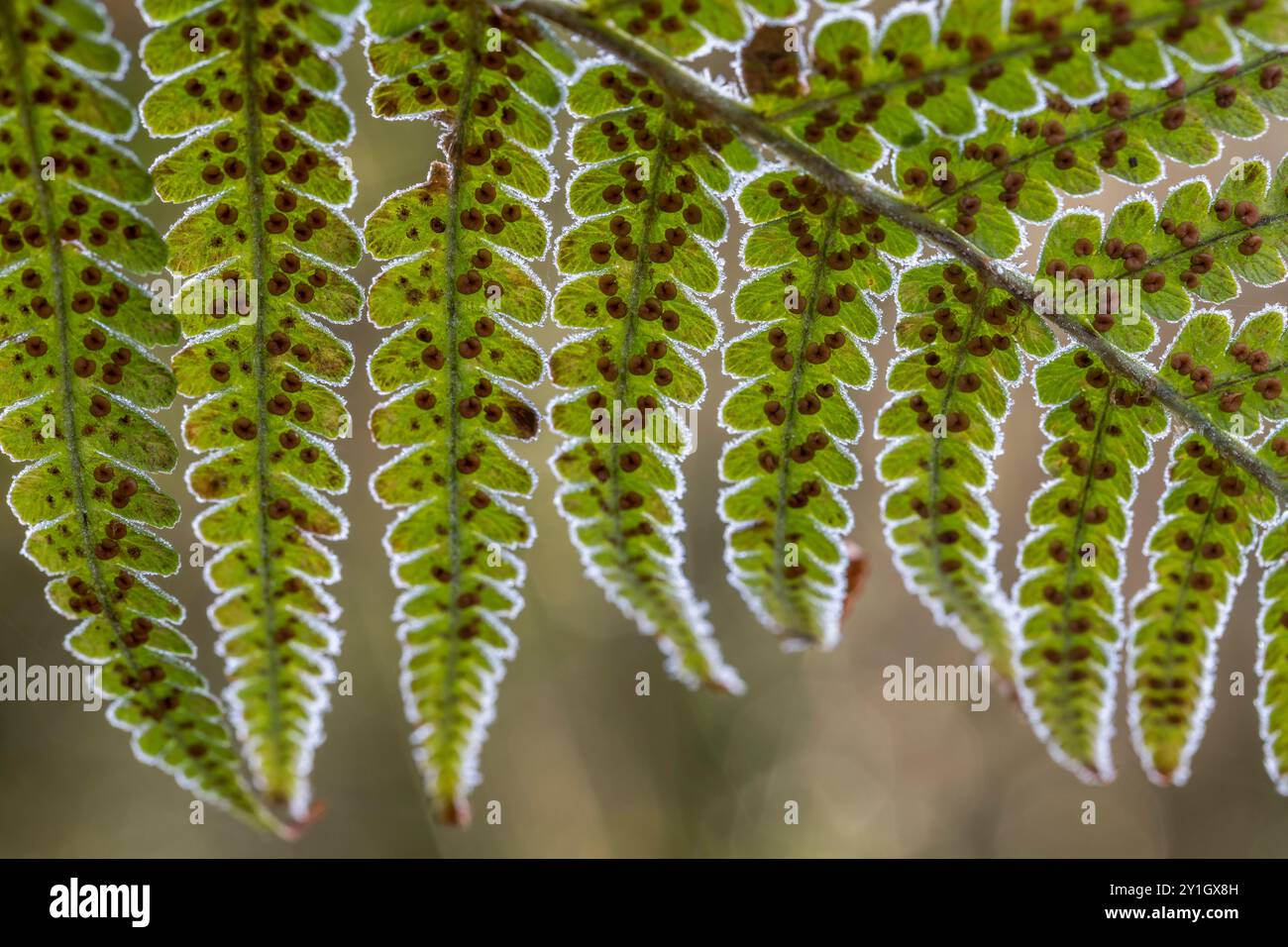 Fern in Frost; Inverno; Regno Unito Foto Stock