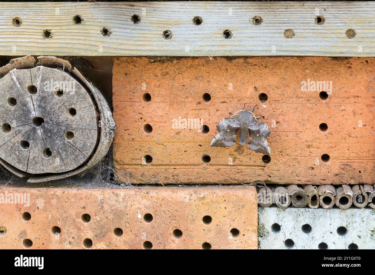 Poplar Hawkmoth; Laothoe populi; On Insect House; UK Foto Stock