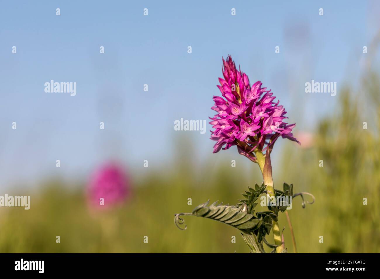 Orchidea piramidale; Anacamptis pyramidalis; Fiore; Regno Unito Foto Stock