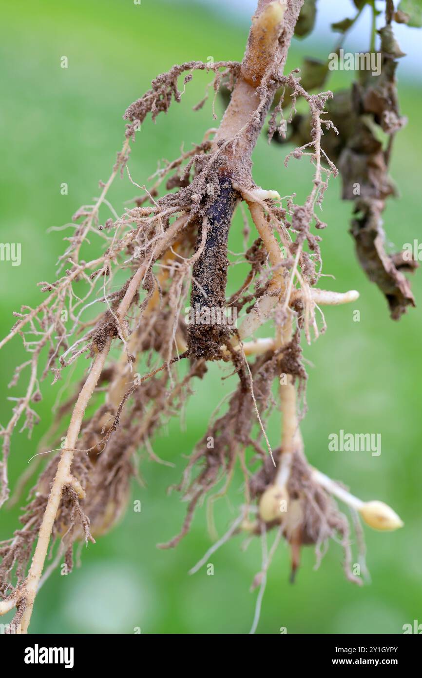 Malattia di radice delle patate coltivate nel campo, la radice principale marcisce e diventa nera. Foto Stock