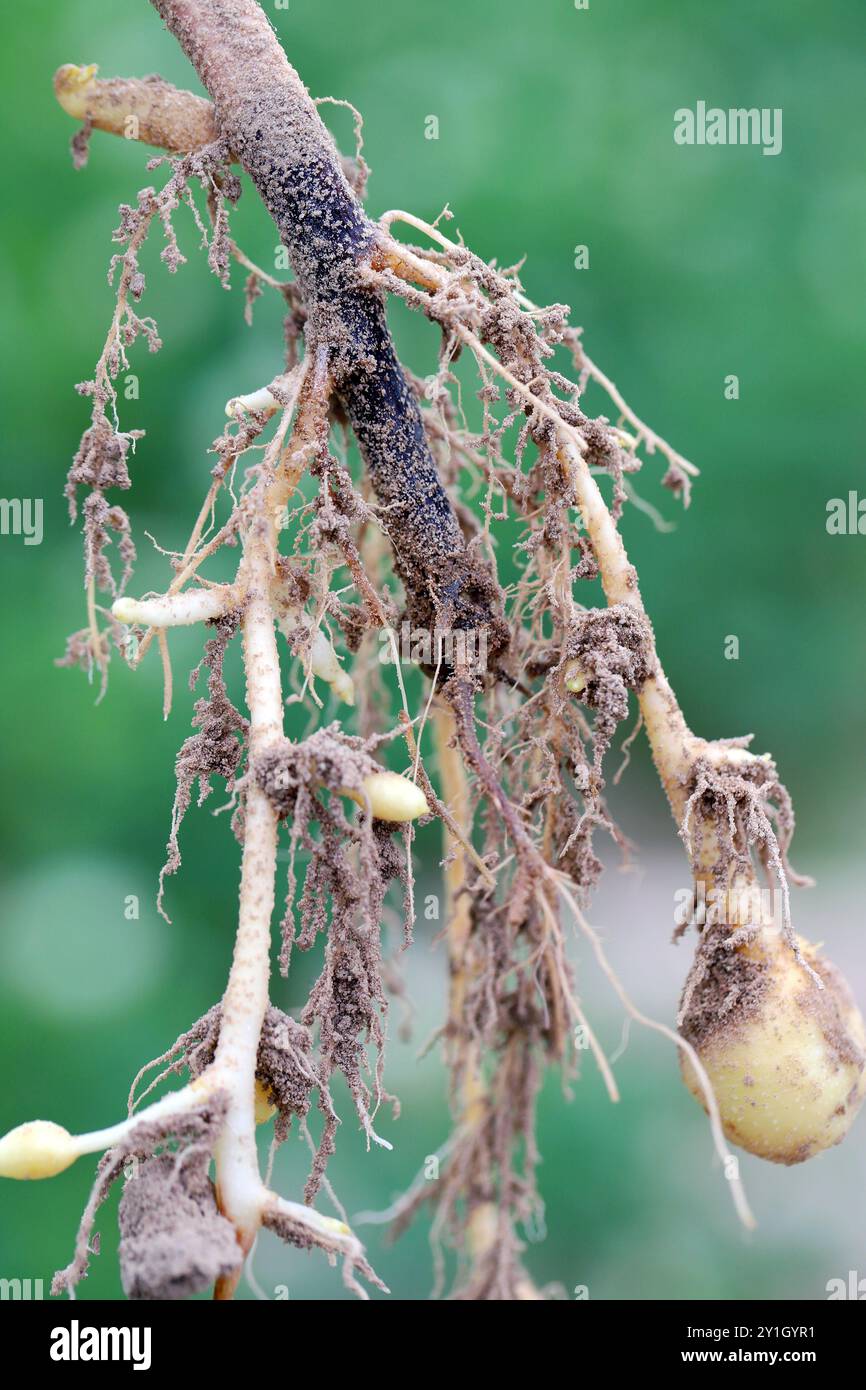 Malattia di radice delle patate coltivate nel campo, la radice principale marcisce e diventa nera. Foto Stock