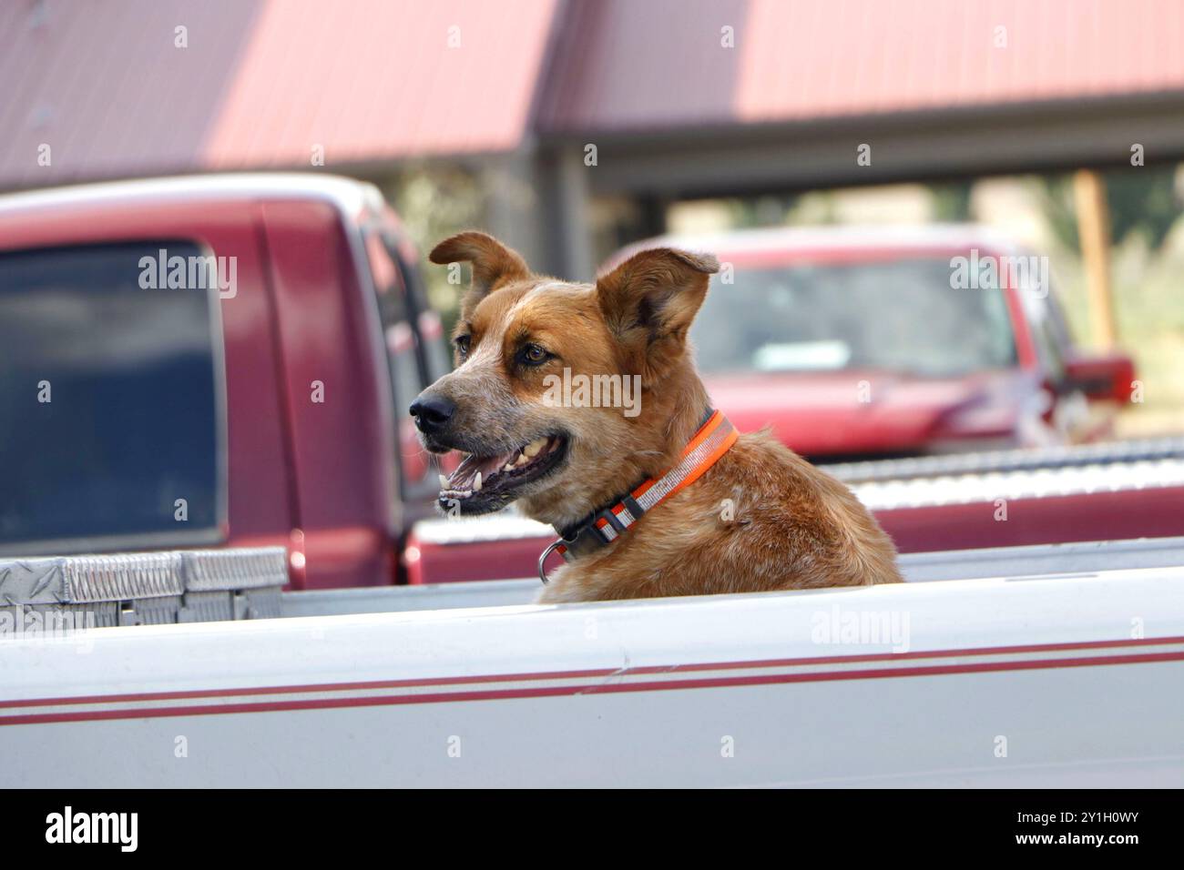 Un cane bianco e marrone felice con un collare arancione seduto sul retro di un pick-up bianco in una giornata di sole. Foto Stock