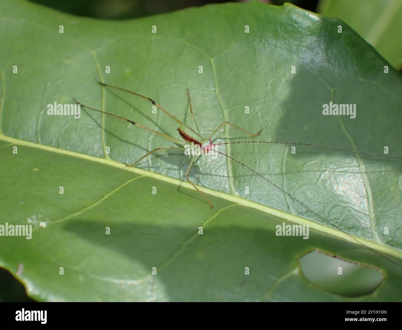 Spider a gambe lunghe che poggia su Leaf Foto Stock