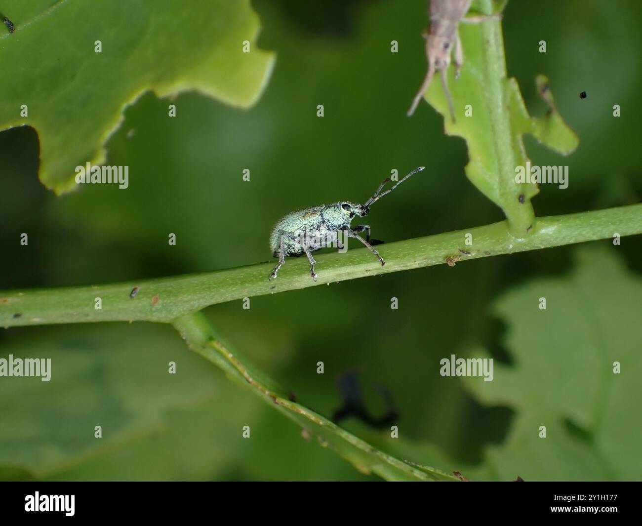 Green Weevil su Leaf Stem in Natural Habitat Foto Stock