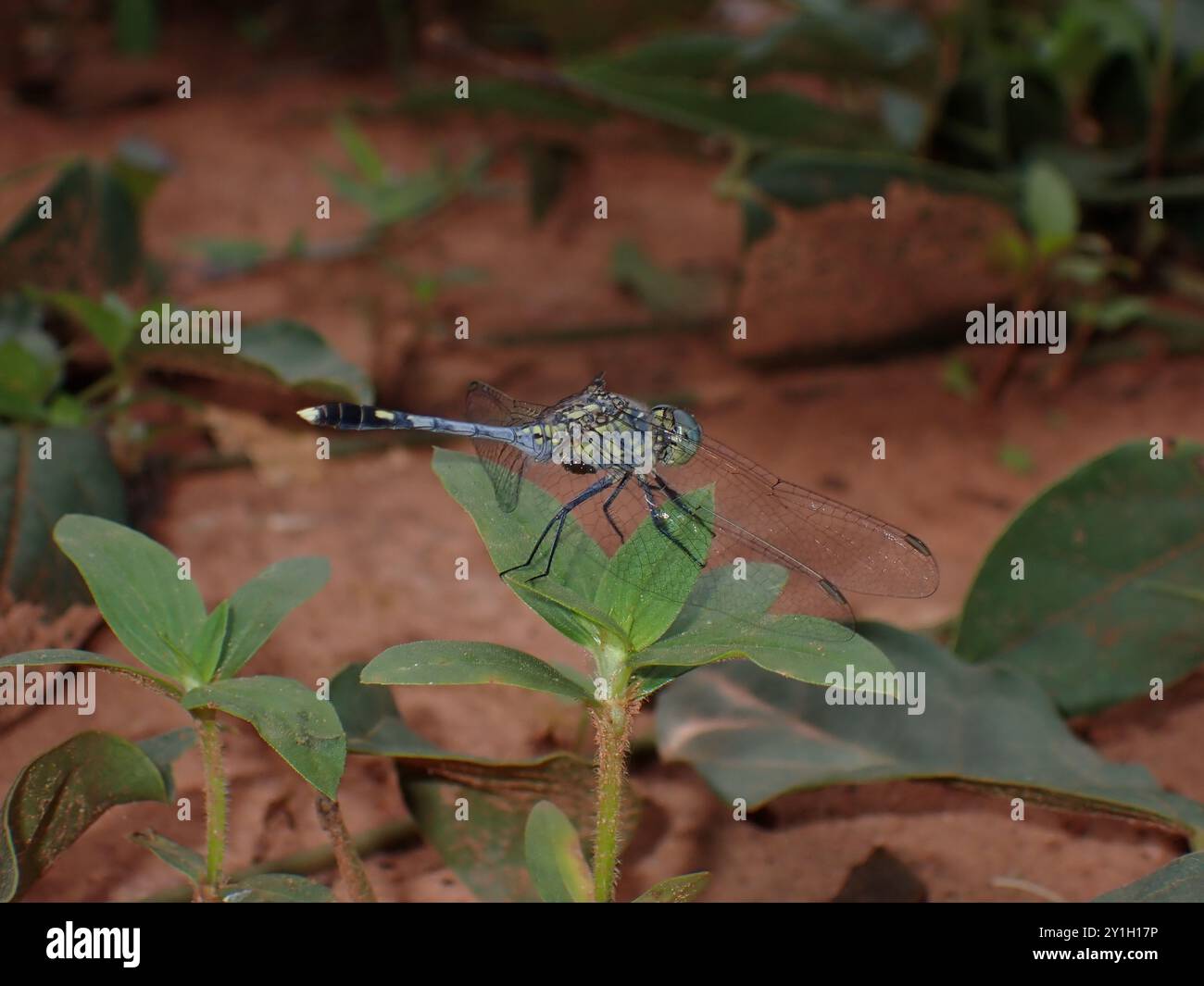 Dragonfly che riposa su una pianta in un ambiente naturale Foto Stock