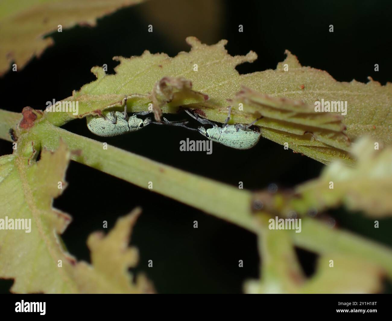 Due Weevils su una Leaf Stem Foto Stock