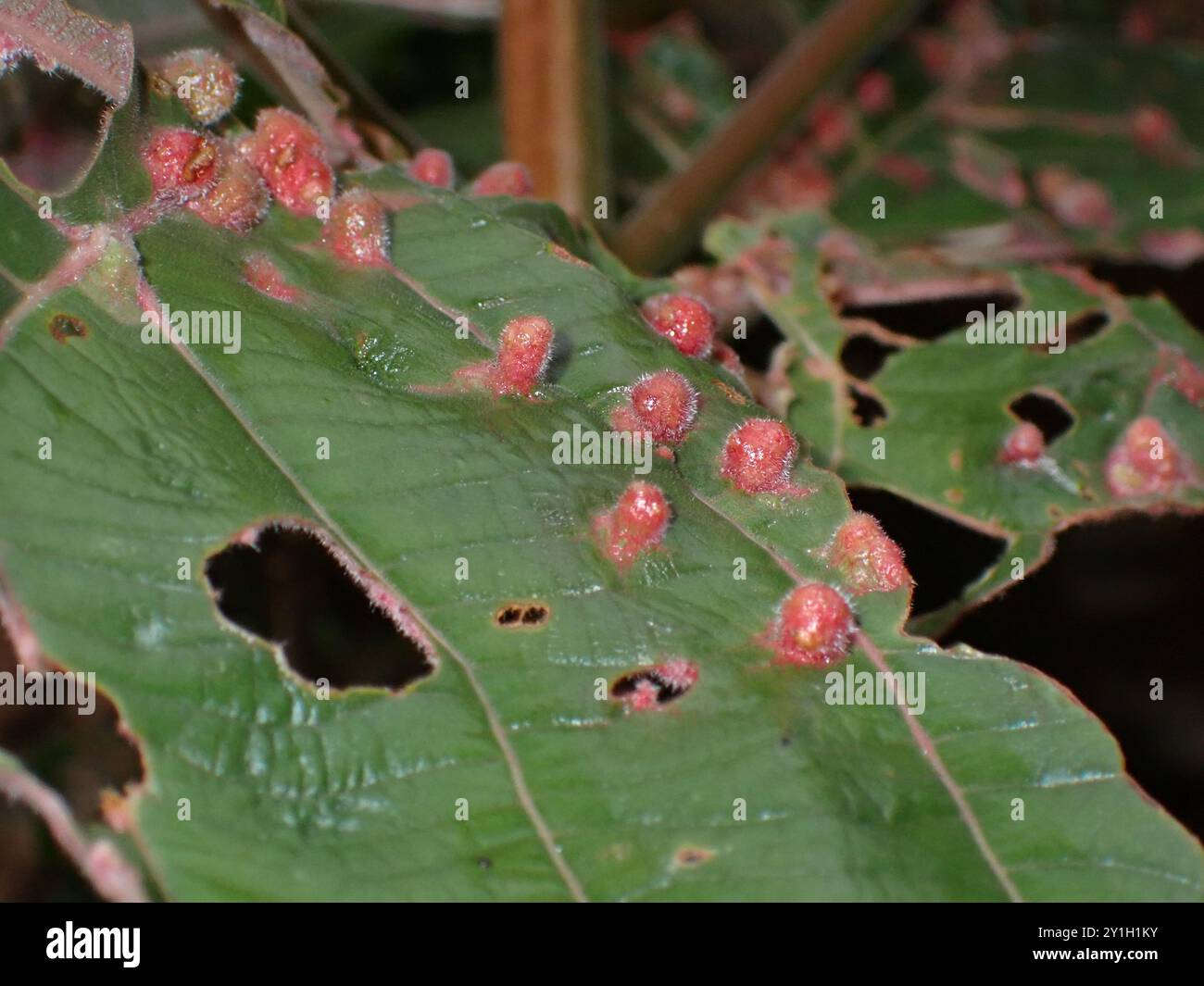 Foglia con le sfere rosse e buchi in una foresta Foto Stock