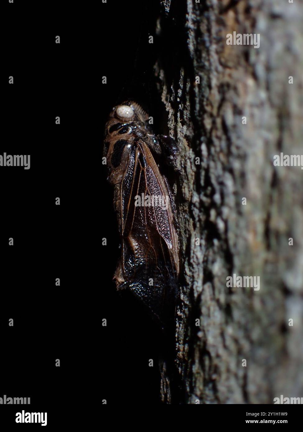 Brown Cicada riposa su Tree Bark Foto Stock