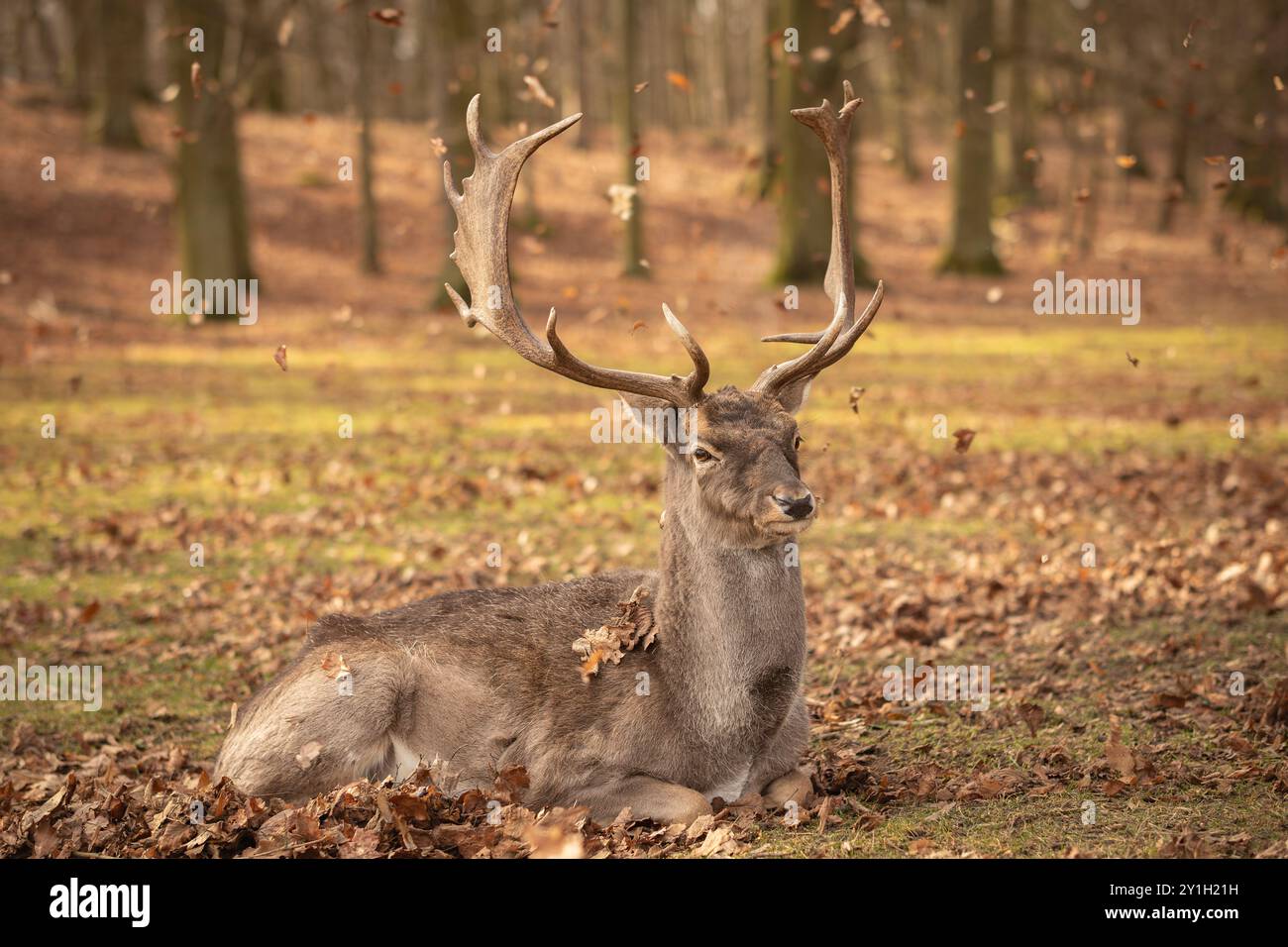 Il comune cervo di daino (Dama) giace con foglie che cadono in autunno. Bellissimo animale bruno con le formiche durante la stagione autunnale. Foto Stock