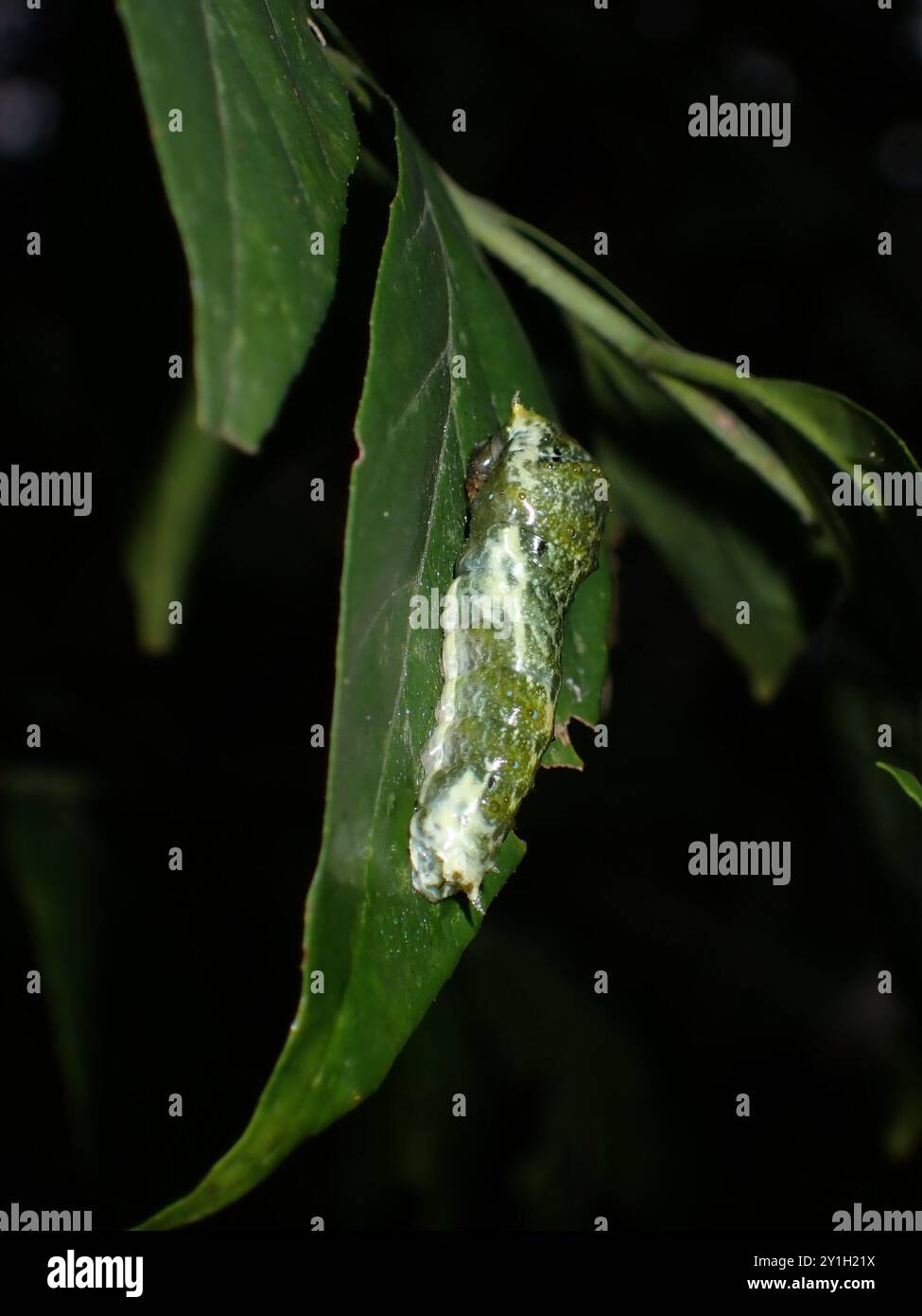 Caterpillar mimetizzato che poggia su Leaf Foto Stock