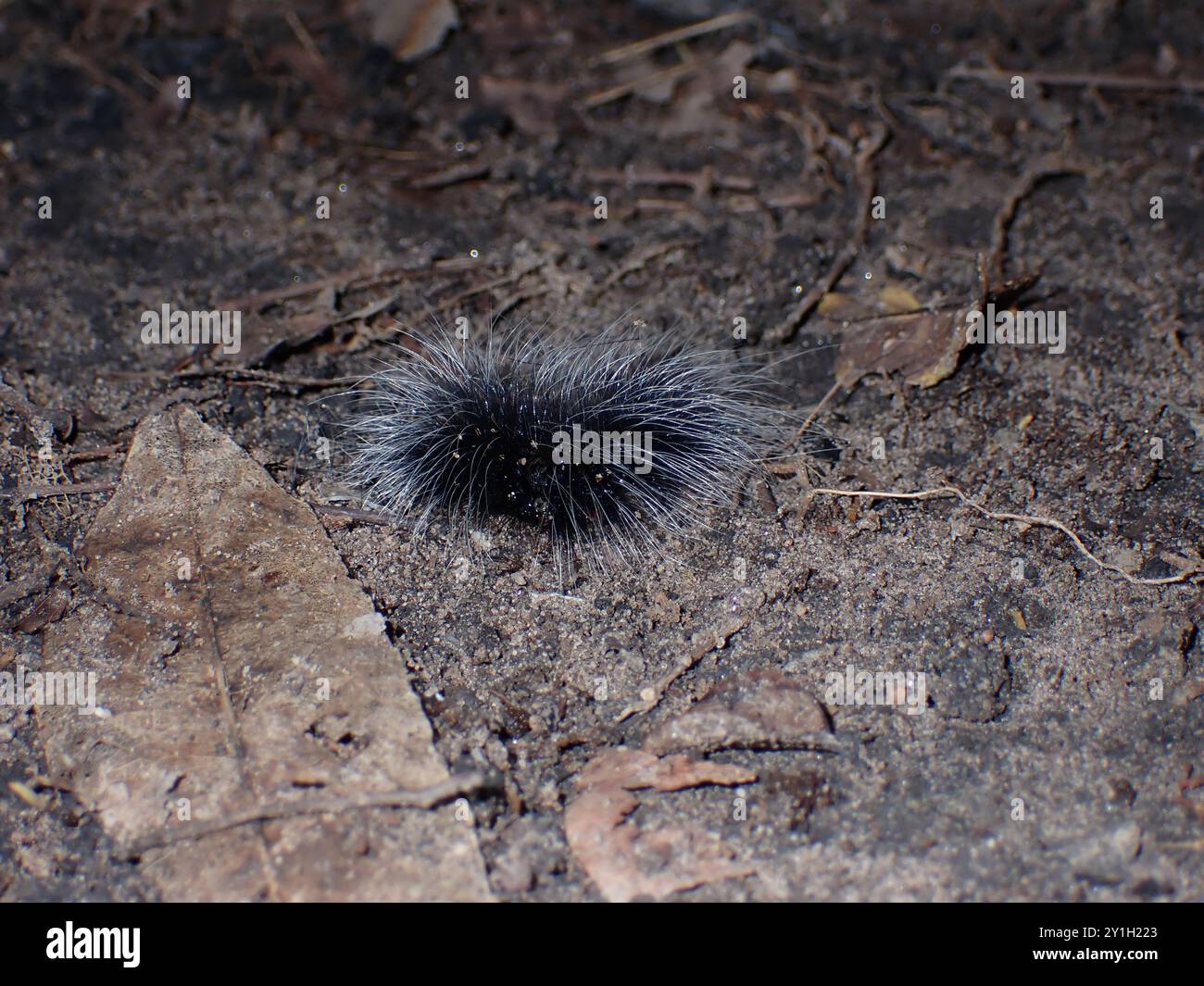 Bruco nero peloso che scorre sul fondo forestale Foto Stock