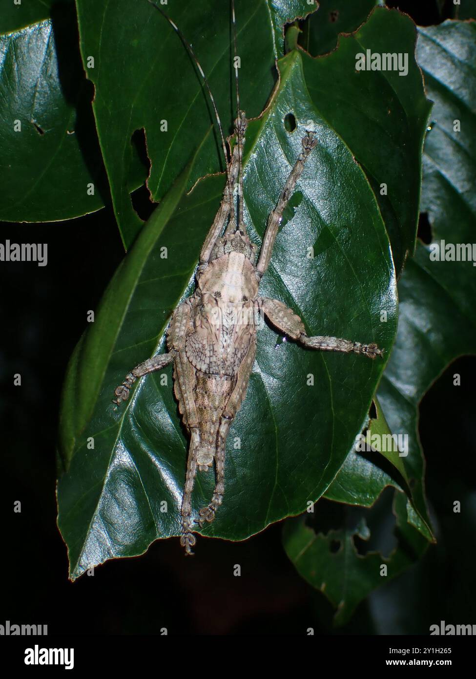 Grasshopper mimetizzato che riposa sulla foglia in Natural Habitat Foto Stock