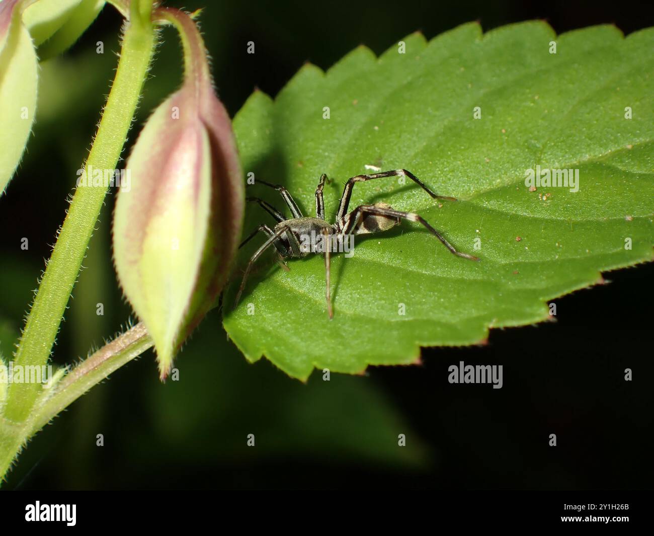 Ragno antivirale su una foglia vicino ai boccioli di fiori Foto Stock