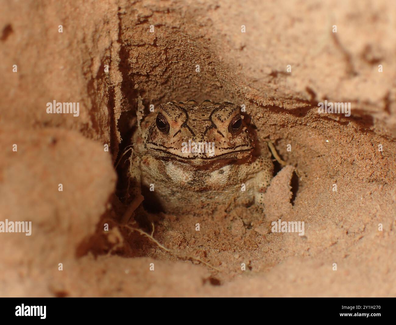 Rospo in rifugio a Burrow all'interno di Sandy Soil Foto Stock
