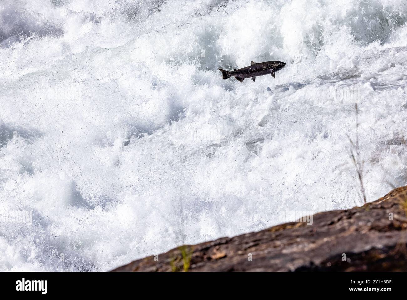 Clearwater, Canada. 5 settembre 2024 nella foto: Chinook Salmon jumping a Bailey's Chute nel Wells Gray Provincial Park vicino a Clearwater in Inghilterra Foto Stock