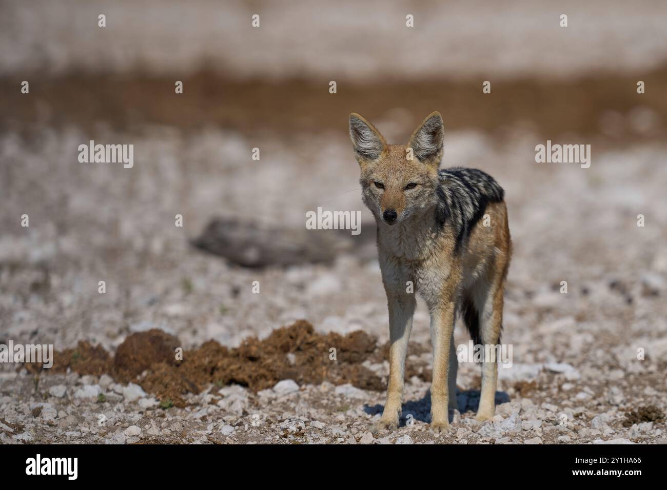 Jackal con dorso nero (Canis mesomelas) che si avvicina a una buca d'acqua nel Parco Nazionale di Etosha, Namibia Foto Stock