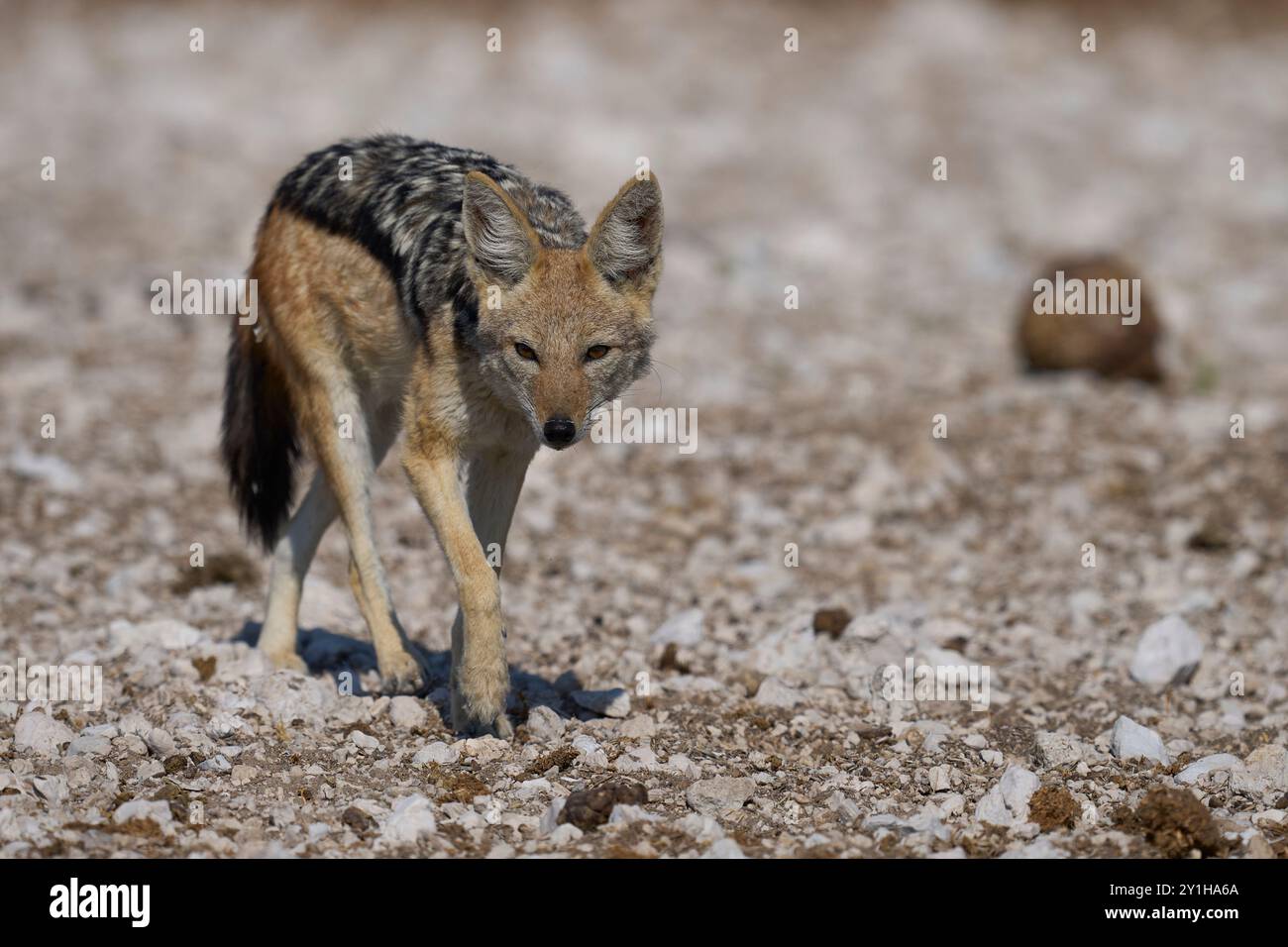 Jackal con dorso nero (Canis mesomelas) che si avvicina a una buca d'acqua nel Parco Nazionale di Etosha, Namibia Foto Stock