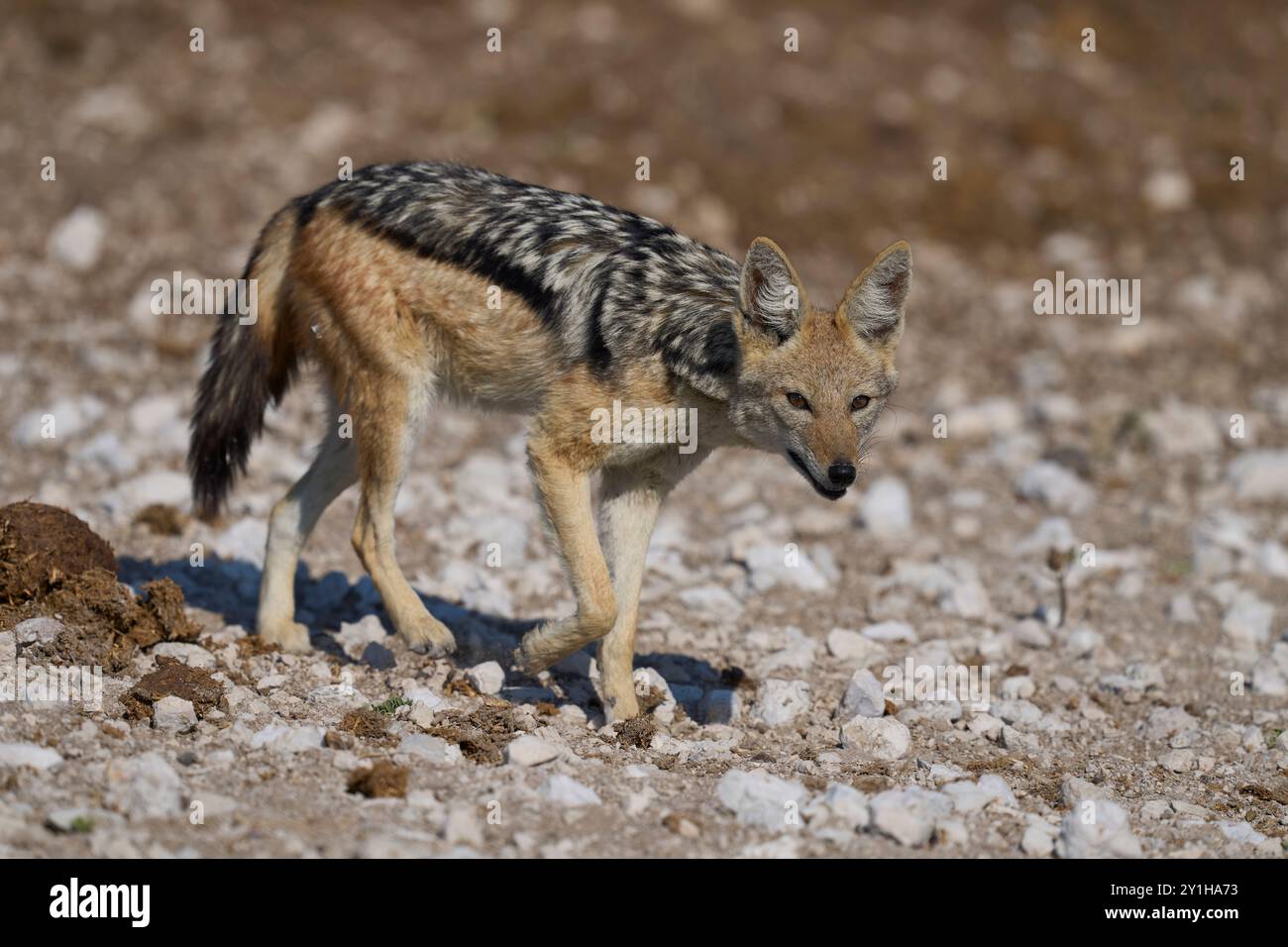 Jackal con dorso nero (Canis mesomelas) che si avvicina a una buca d'acqua nel Parco Nazionale di Etosha, Namibia Foto Stock